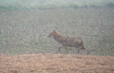 Side view of fox standing on field