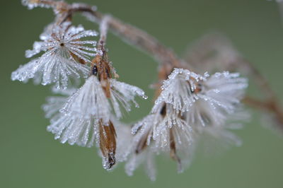 Close-up of snow on plant during winter