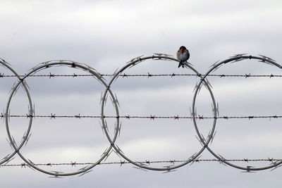 Low angle view of bird perching on barbed wire against sky