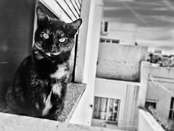 Portrait of cat looking through window