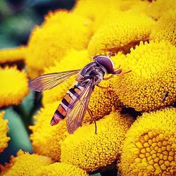 Close-up of butterfly on flower