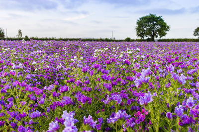 Purple flowering plants on field against sky