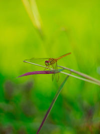 Dragon flies