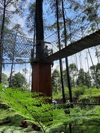 Low angle view of trees in forest against sky