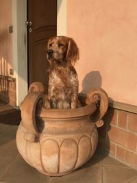 Dog sitting on floor against wall