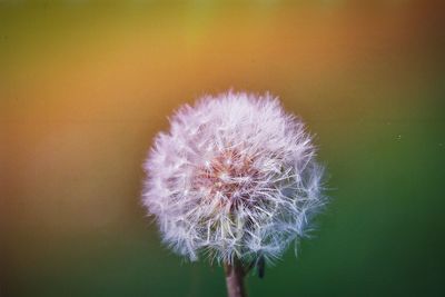 Close-up of dandelion flower