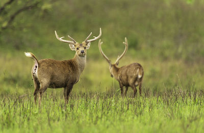 Deer in a field