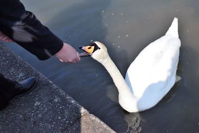 Low section of man on the ground with swan 