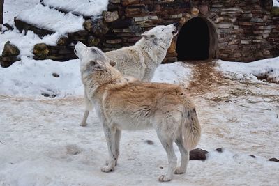 Wolves standing on snow covered field