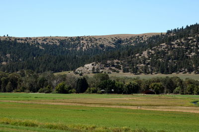 Scenic view of field against clear sky