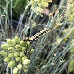 Close-up of insect on plant