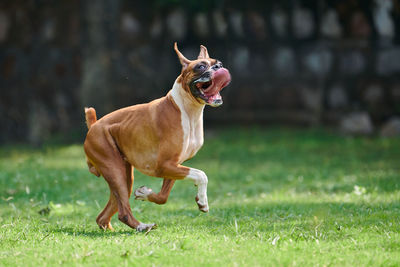 Close-up of dog running on field