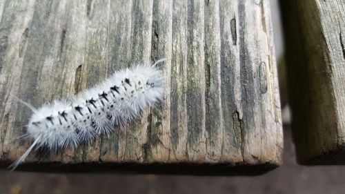 Close-up of insect on wood