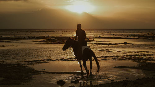 Rear view of man riding horse on beach against sky