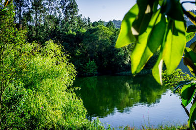 Reflection of trees in pond