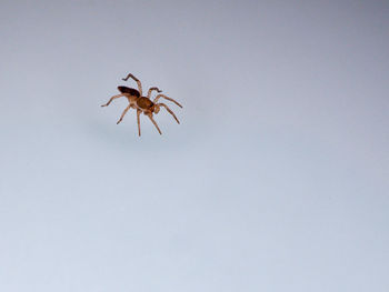 Close-up of insect against clear sky