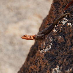 Close-up of lizard on tree trunk