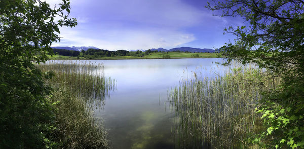 Reflection of trees in water