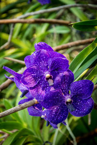 Close-up of purple flowering plant