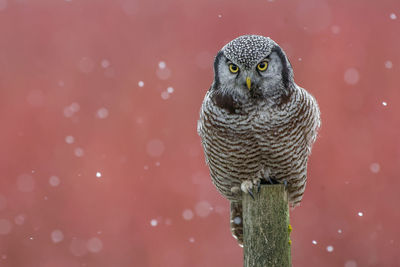 Portrait of owl perching on a tree