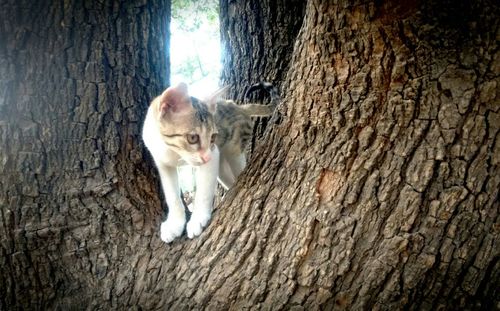 Cat on ground