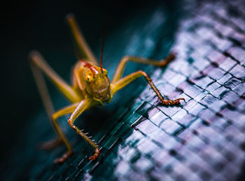 Close-up of insect grasshopper on pattern surface