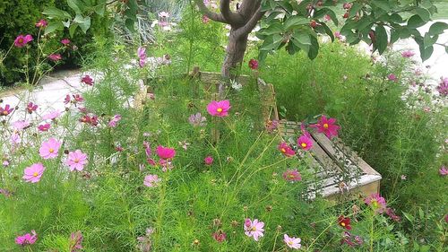 Pink flowers on tree