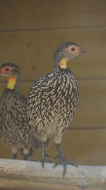 Close-up of birds perching on wood