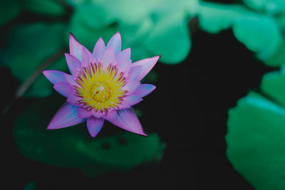 Close-up of lotus water lily in pond