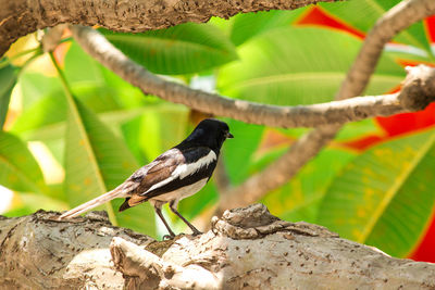 Low angle view of bird perching on branch