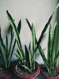 Close-up of succulent plant, snake plant, evergreen plant 