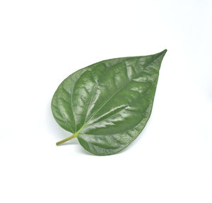 High angle view of green leaves against white background