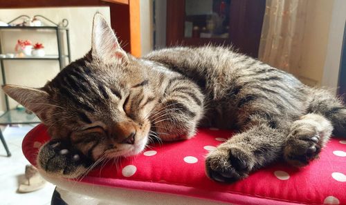 Close-up of a cat resting