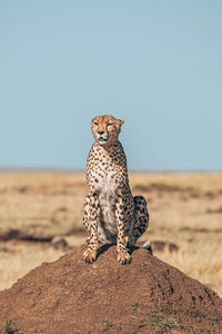 View of a cat on land