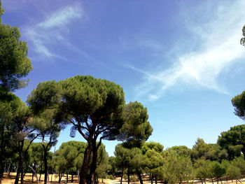 Trees on landscape against sky