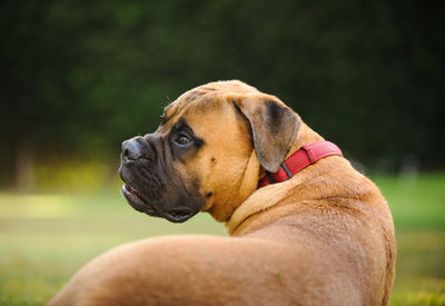 Close-up of dog sitting on field