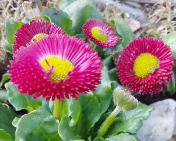 Close-up of pink flowers