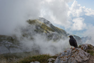 Bird perching on rock