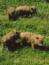 Side view of sheep on grassy field