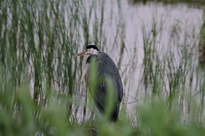 Heron lurking behind the straws.