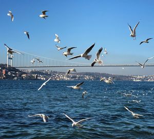 Seagulls flying over sea against clear sky