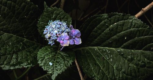 Close-up of purple flowering plant