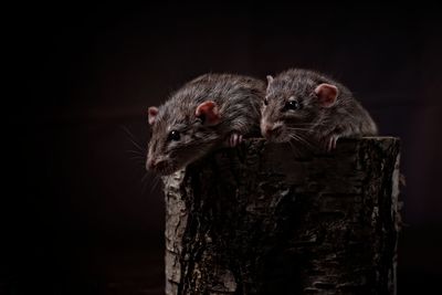 Close-up of two rodents against black background