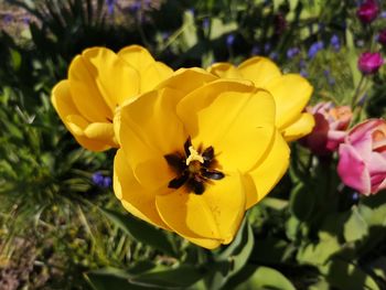 Close-up of yellow flowering plant in yard