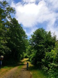 Rear view of people walking on street amidst trees against sky