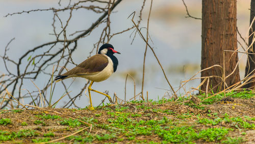 Bird perching on a field