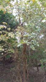 Insect flying over a forest