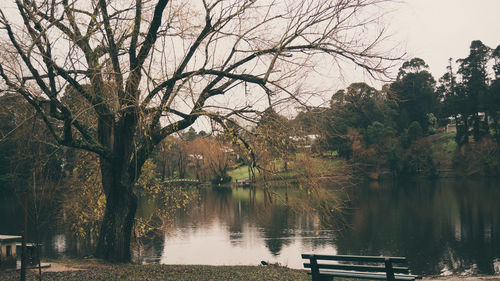 Trees by lake against sky