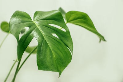 Close-up of fresh green leaves against white background