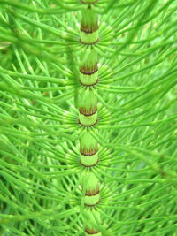 Directly above shot of green leaves